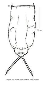 Lecane shieli