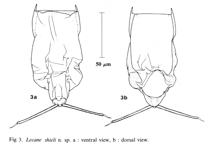 Lecane shieli - Original description image