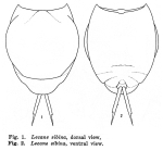 Lecane sibina