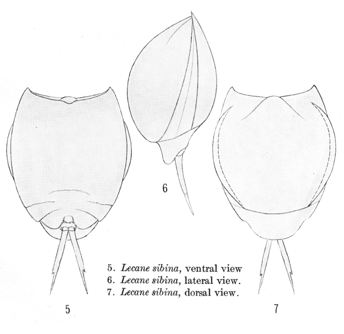 Lecane sibina - Original description image