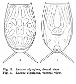 Lecane signifera