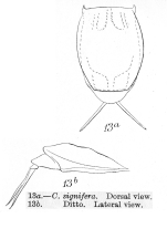 Lecane signifera