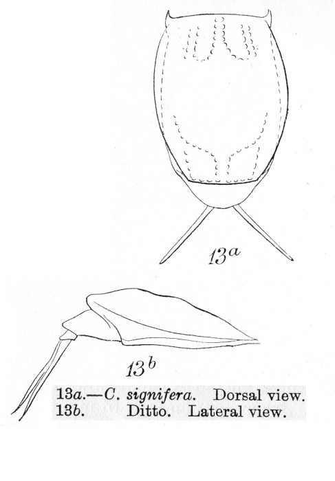 Lecane signifera Lecane signifera