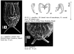 Lecane signifera