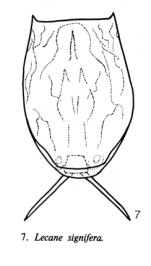Lecane signifera