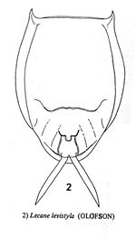 Lecane signifera