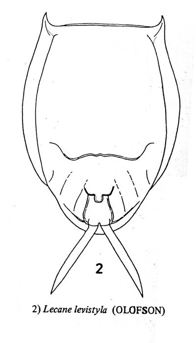 Lecane signifera