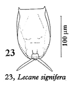 Lecane signifera