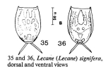 Lecane signifera