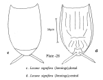 Lecane signifera