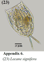 Lecane signifera