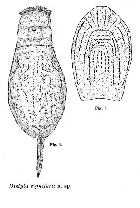 Lecane signifera - Original description image