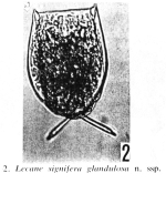 Lecane signifera glandulosa - Original description image