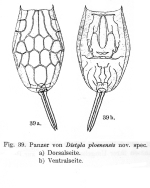 Lecane signifera ploenensis