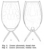 Lecane signifera ploenensis