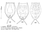 Lecane signifera ploenensis
