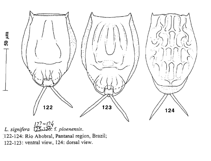Lecane signifera ploenensis Lecane signifera ploenensis