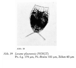 Lecane signifera ploenensis