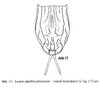 Lecane signifera ploenensis