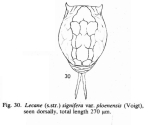 Lecane signifera ploenensis