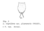 Lecane signifera ploenensis