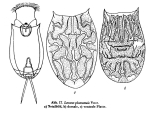 Lecane signifera ploenensis