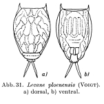 Lecane signifera ploenensis