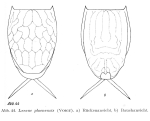 Lecane signifera ploenensis