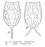 Lecane signifera ploenensis