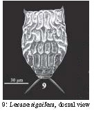 Lecane signifera ploenensis