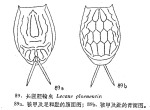 Lecane signifera ploenensis