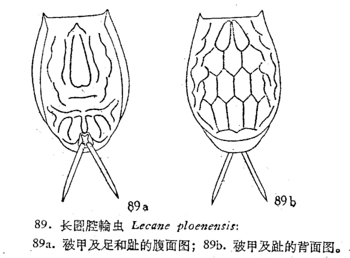 Lecane signifera ploenensis Lecane signifera ploenensis