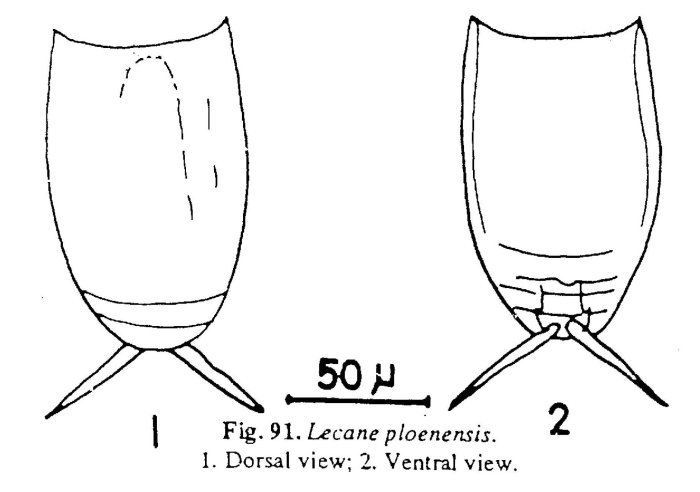 Lecane signifera ploenensis Lecane signifera ploenensis