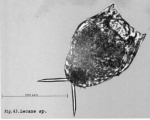 Lecane signifera ploenensis
