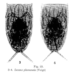 Lecane signifera ploenensis