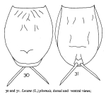 Lecane signifera ploenensis