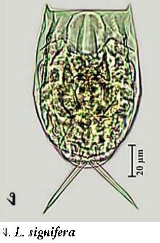 Lecane signifera ploenensis Lecane signifera ploenensis