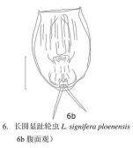Lecane signifera ploenensis