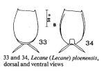 Lecane signifera ploenensis
