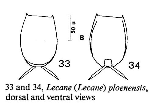 Lecane signifera ploenensis Lecane signifera ploenensis