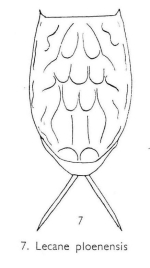 Lecane signifera ploenensis