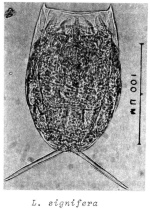 Lecane signifera ploenensis