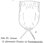 Lecane signifera ploenensis