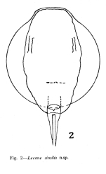 Lecane similis - Original description image