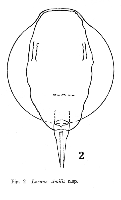 Lecane similis