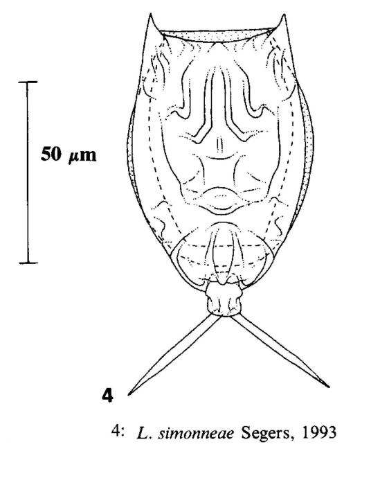 Lecane simonneae Lecane simonneae