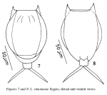 Lecane simonneae