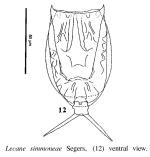 Lecane simonneae