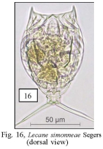 Lecane simonneae