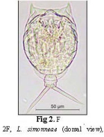 Lecane simonneae